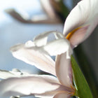 Falò
